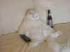 cat.jpg (20746 bytes)